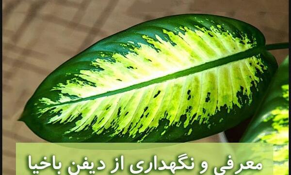 عکس انواع گل دیفن باخیا