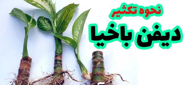 عکس انواع گل دیفن باخیا
