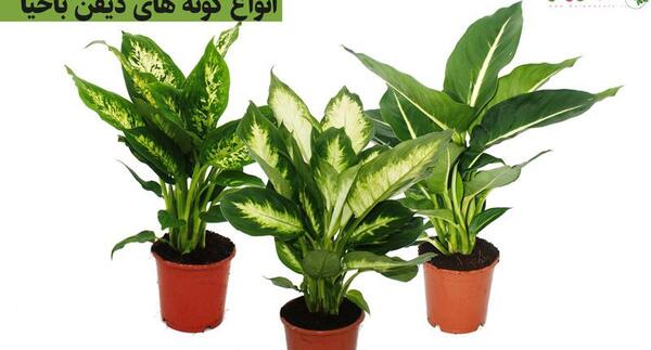 عکس انواع گل دیفن باخیا