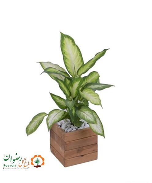 عکس انواع گل دیفن باخیا