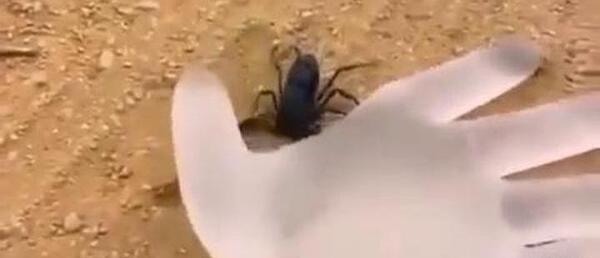 عکس عقرب سیاه کوچک