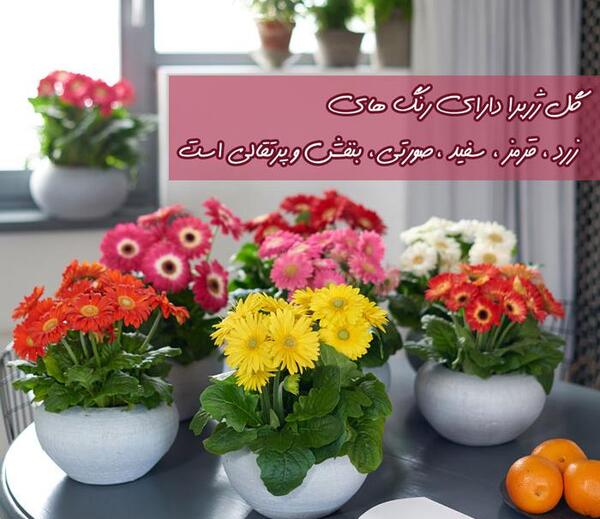 عکس گل ژربرا سفید