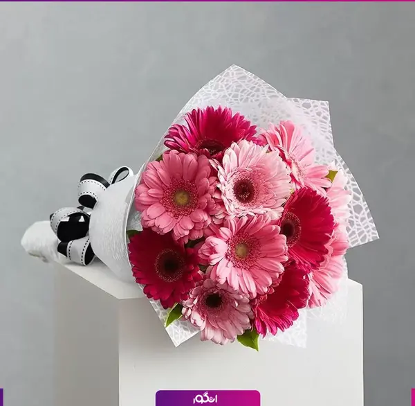 عکس گل ژربرا سفید