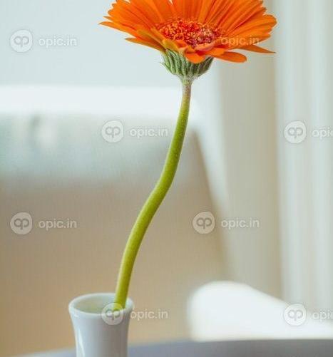 عکس گل ژربرا سفید