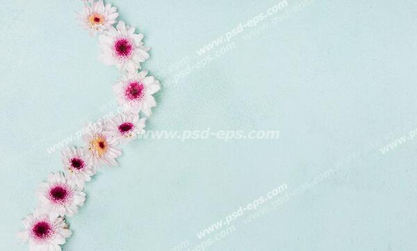 عکس گل ژربرا سفید