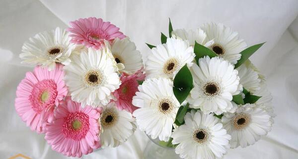 عکس گل ژربرا سفید
