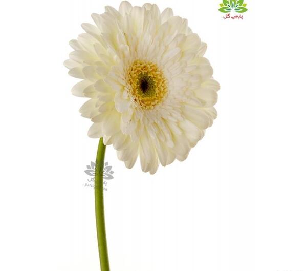 عکس گل ژربرا سفید