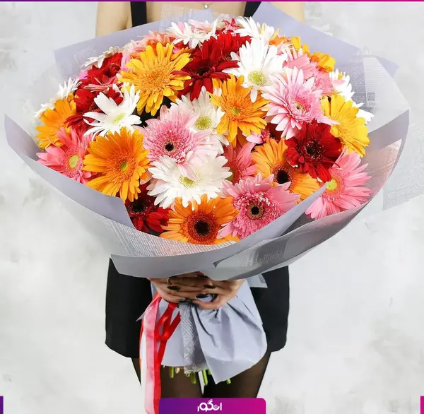 عکس گل ژربرا سفید