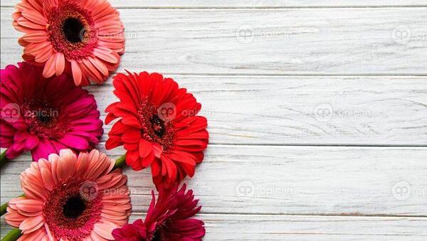 عکس گل ژربرا سفید