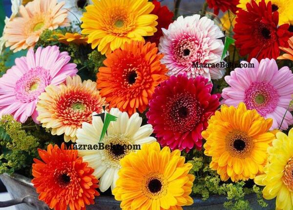 عکس گل ژربرا سفید