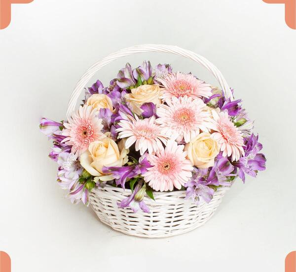 عکس گل ژربرا سفید