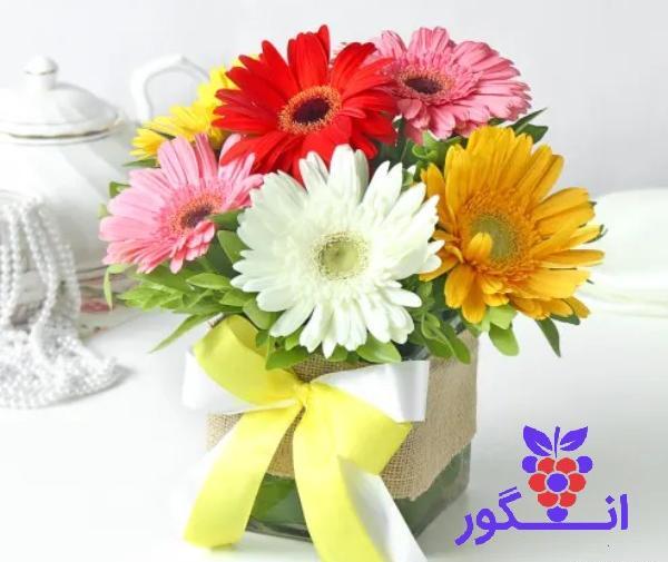 عکس گل ژربرا سفید