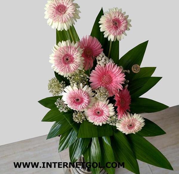 عکس گل ژربرا سفید