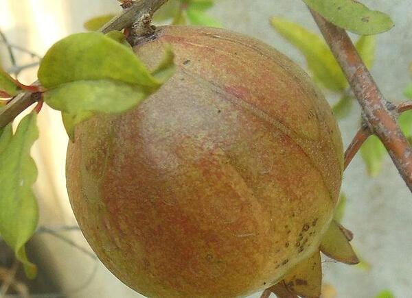 عکس گل درخت انار