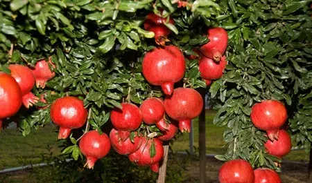 عکس گل درخت انار