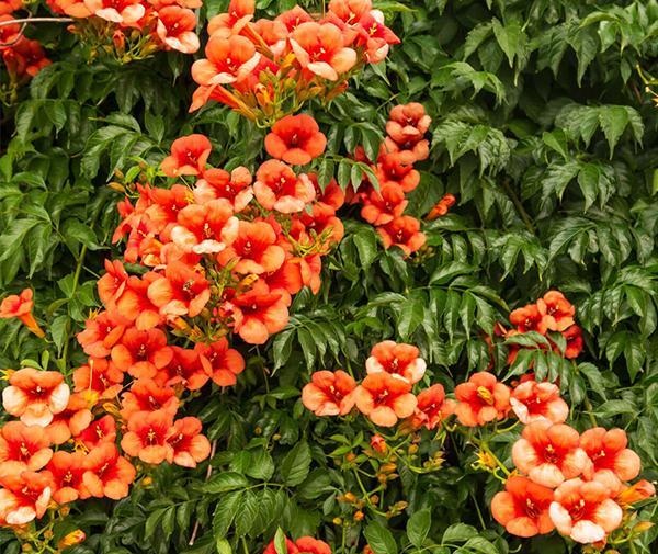 عکس گل درخت انار
