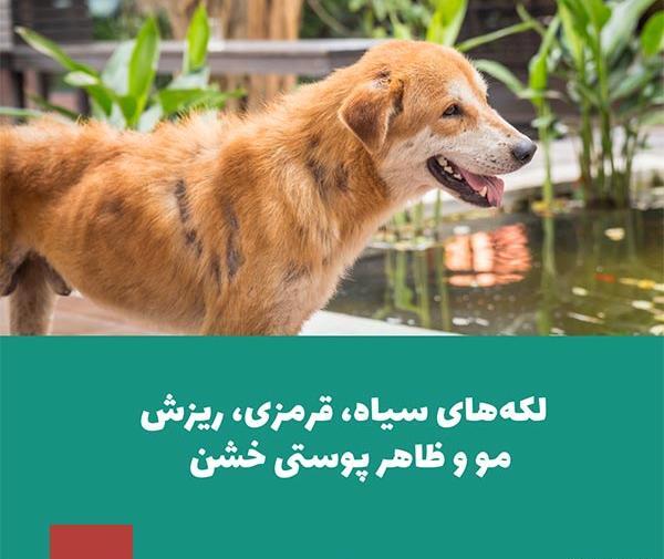 عکس سگ سیاه ترسناک