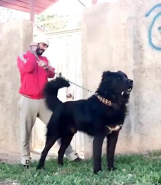 عکس سگ سیاه ترسناک