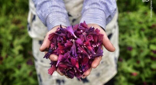 گیاه گل گاوزبان عکس