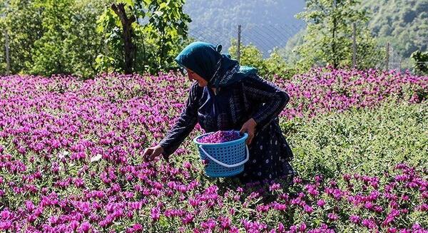 گیاه گل گاوزبان عکس