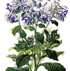 گیاه گل گاوزبان عکس