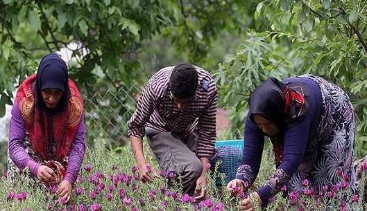 گیاه گل گاوزبان عکس
