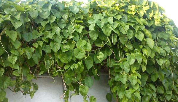 عکس گل پیچک ایرانی