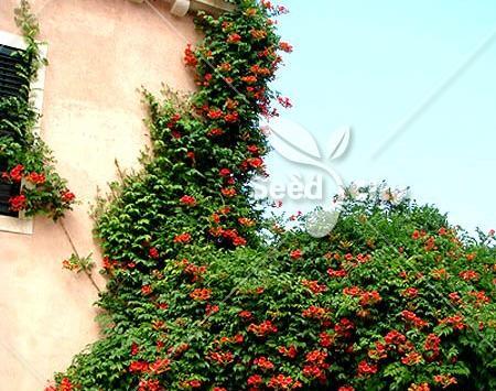 عکس گل پیچک ایرانی