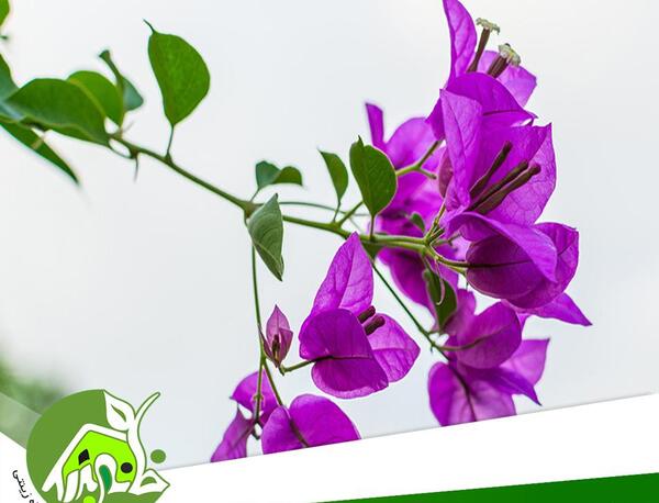 عکس گل پیچک ایرانی
