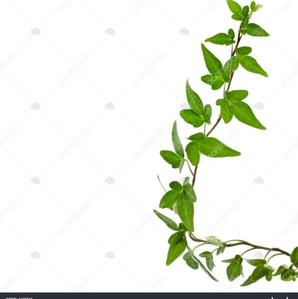 عکس گل پیچک ایرانی