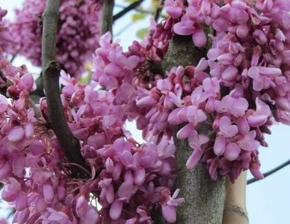 عکس گل ارغوان برای پروفایل