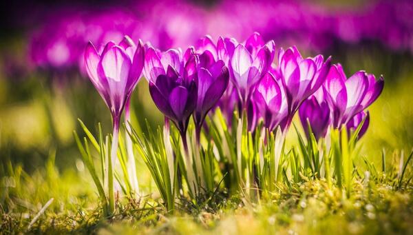 عکس گل ارغوان برای پروفایل