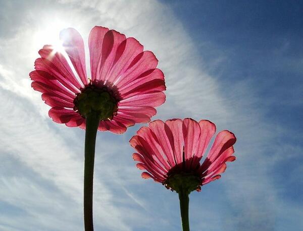 عکس گل ارغوان برای پروفایل
