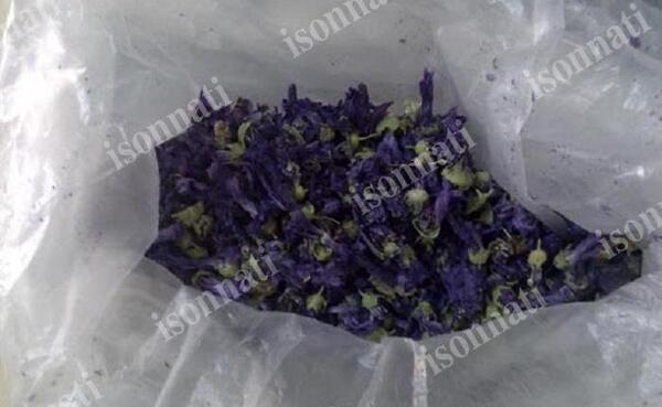 عکس گل ختمی خبازی