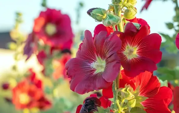 عکس گل ختمی خبازی
