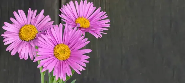 عکس گل صورتی و بنفش
