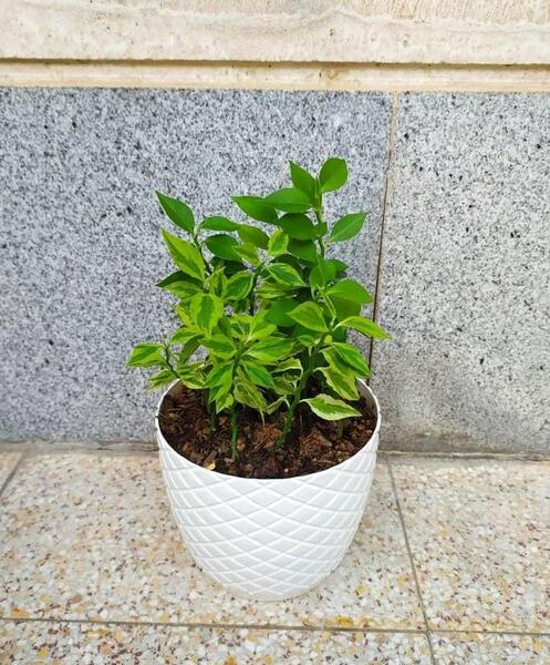 عکس گل در گلدان طبیعی