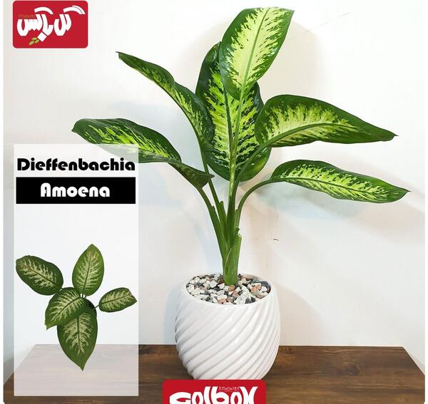 عکس گل دیفن بزرگ