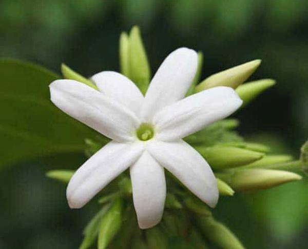 دانلود عکس گل یاسمن