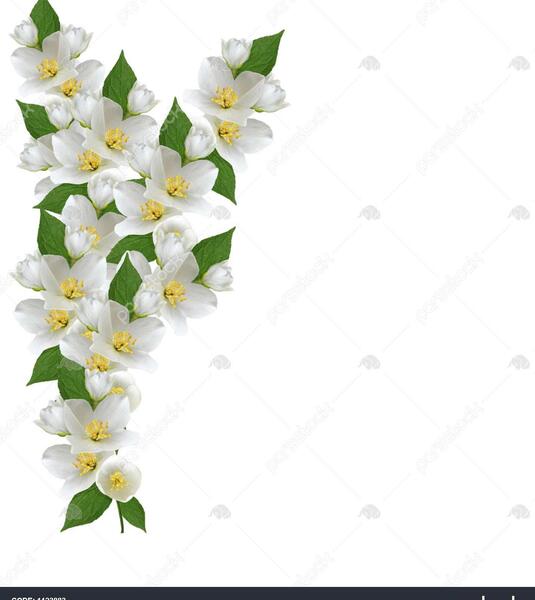 دانلود عکس گل یاسمن
