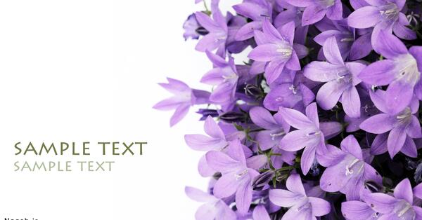دانلود عکس گل یاسمن