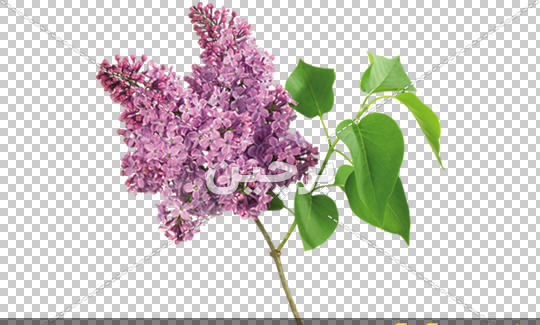 دانلود عکس گل یاسمن