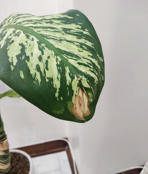 عکس گل دیفن باخیا در خانه