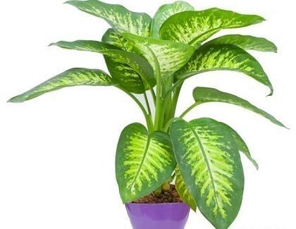 عکس گل دیفن باخیا در خانه