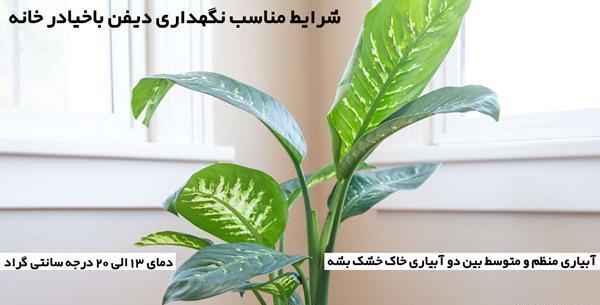 عکس گل دیفن باخیا در خانه