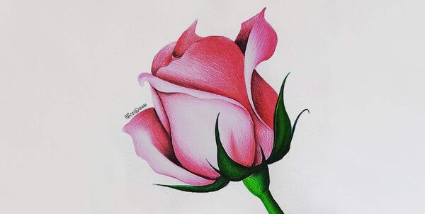 عکس گل برای نقاشی حرفه ای