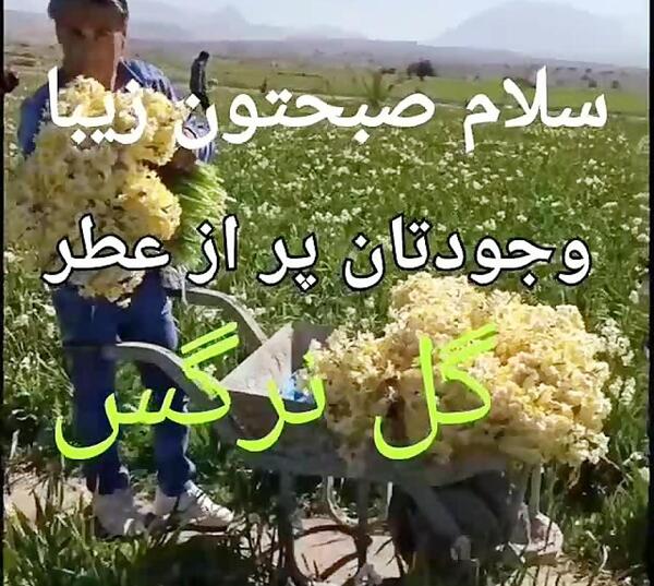 عکس گل سلام صبح بخیر
