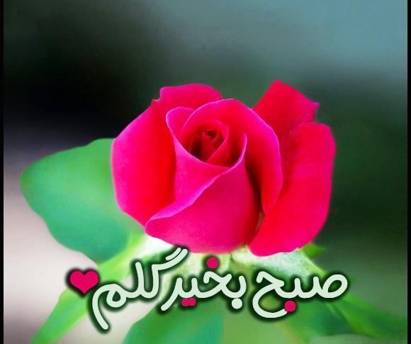 عکس گل سلام صبح بخیر