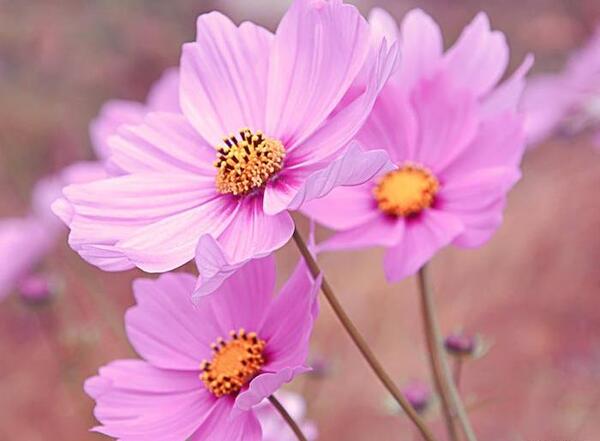 عکس گل در شیشه برای پروفایل