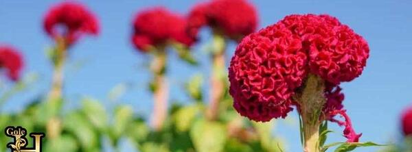 عکس گل سوسن قرمز